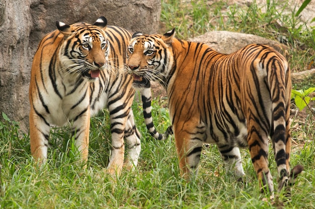 Tigre debout dans la forêt