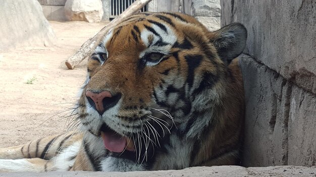 Tigre détournant son regard dans le zoo