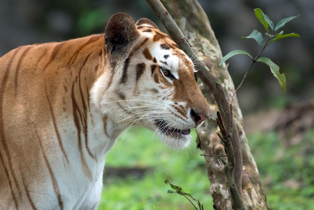 Tigre doré gros plan tête Tigre tigré doré gros plan visage Tigre tigré doré gros plan