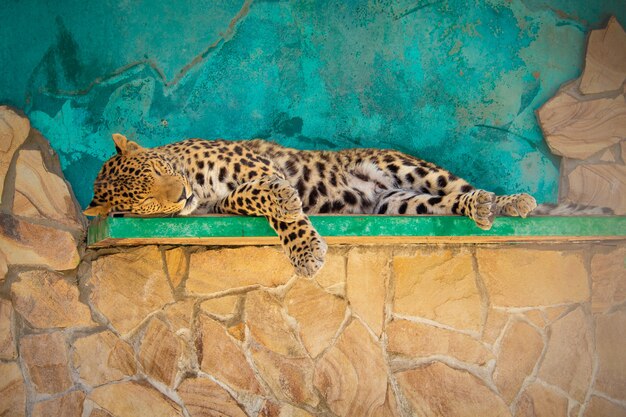 le tigre dort sur l'étagère