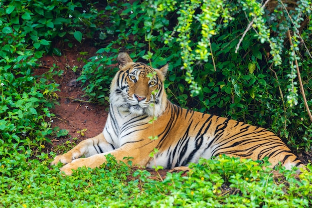 Tigre du Bengale au repos en forêt