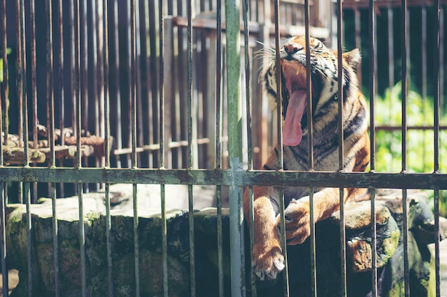 Tigre du Bengale en cage, concept Faune en cage
