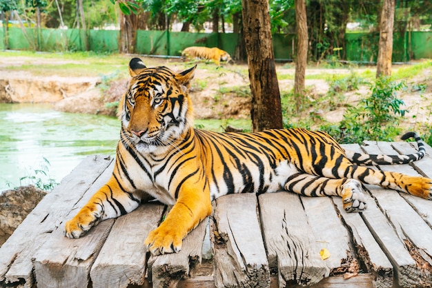 Tigre du Bengale couché en bois