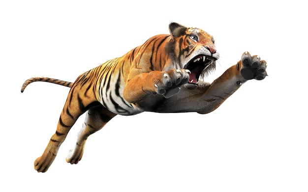 Tigre du Bengale dangereux isolé sur fond blanc avec un tracé de détourage
