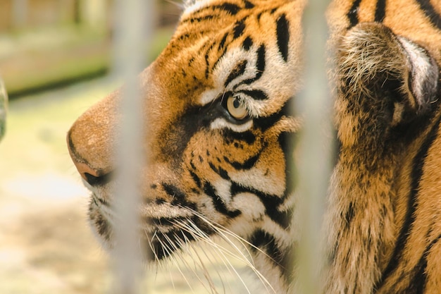 Tigre du Bengale dans une cage en ferxAxA