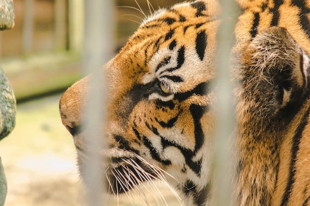 Tigre du Bengale dans une cage en ferxAxA