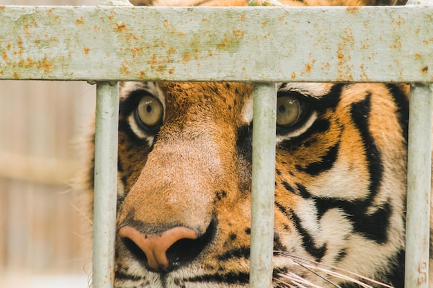 Tigre du Bengale dans une cage en ferxAxA