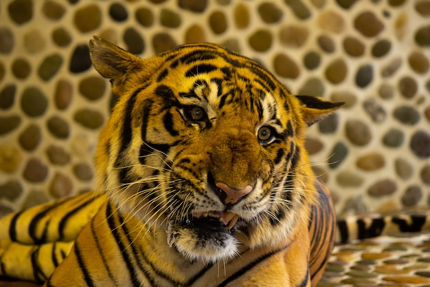 Tigre du Bengale dans le zoo. Pattaya, Thaïlande