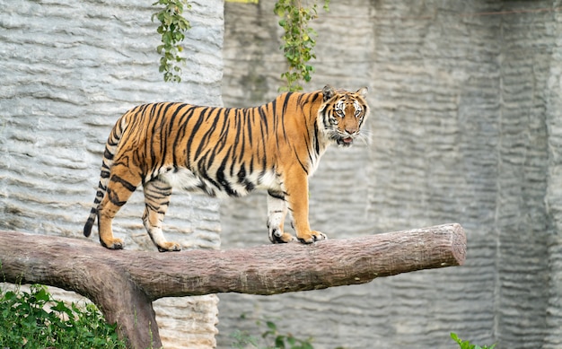 Tigre du Bengale dans un zoo