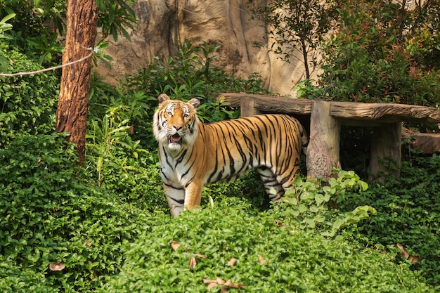 Tigre du Bengale debout