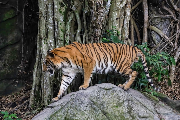 Le tigre du Bengale est un animal sauvage sur le rocher en forêt