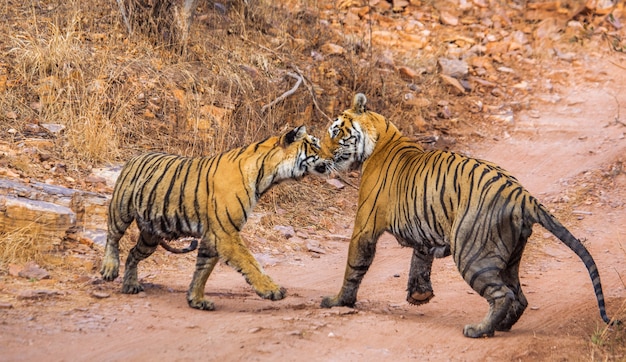 Tigre du Bengale mâle et femelle jouent les uns avec les autres dans le parc national de Ranthambore. Inde.