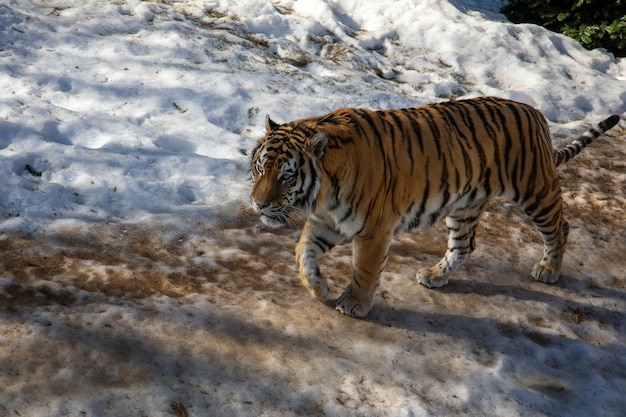 Tigre du Bengale marchant dans la neige