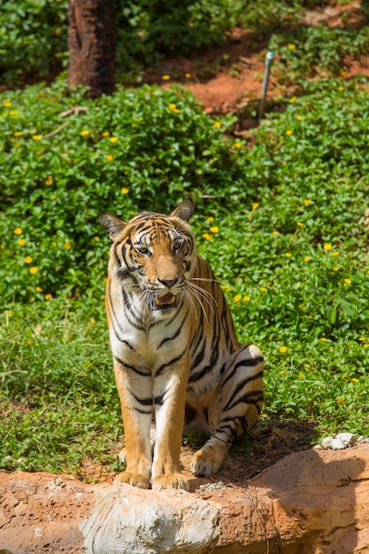 tigre du Bengale en regardant la caméra