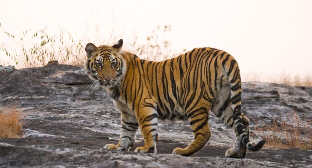 Tigre du Bengale sauvage va sur la route dans la jungle. Inde.