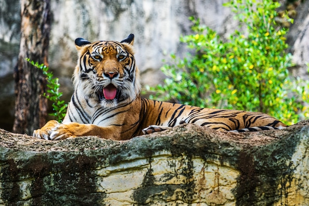 Tigre du Bengale se reposant dans la forêt