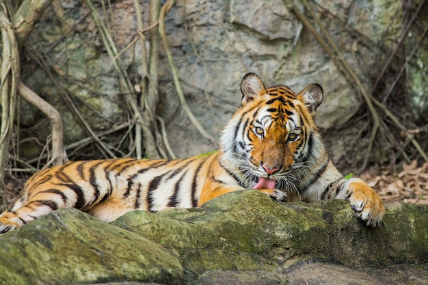 Tigre du Bengale en Thaïlande