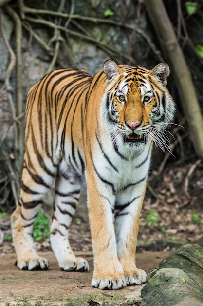 Tigre du Bengale en Thaïlande