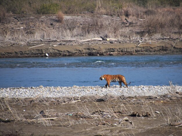 Photo le tigre du bengale à la zone de dhikala