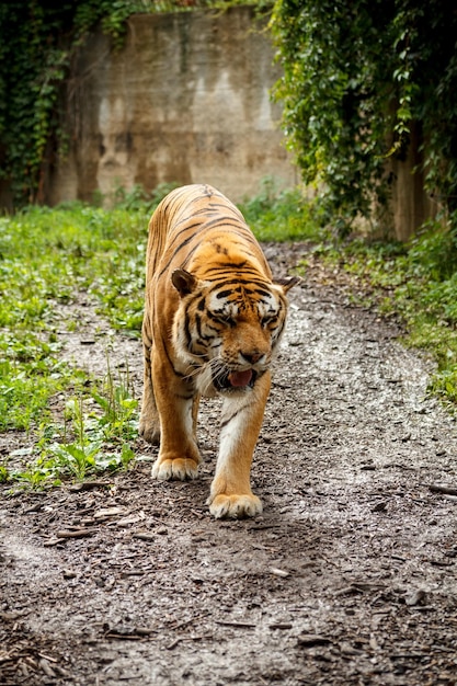 tigre du Bengale