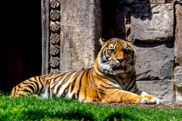 tigre du Bengale