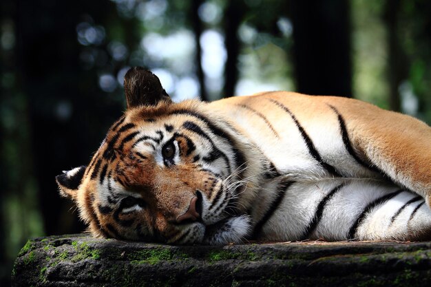 Photo le tigre endormi fait une sieste.