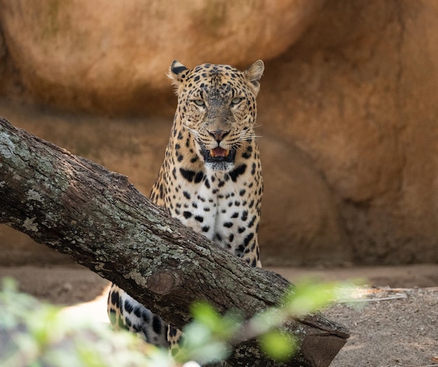 Le tigre est assis devant.