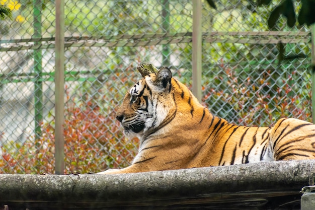 Photo un tigre est assis sur un rebord devant une clôture.