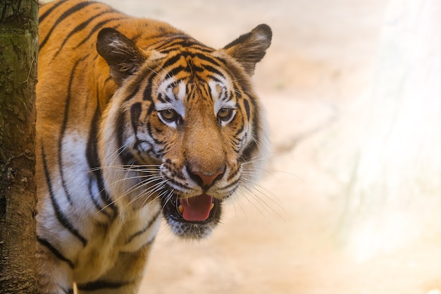 Le tigre est derrière les branches vertes. (Tigre indochinois)