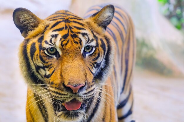 Le tigre est derrière les branches vertes. (Tigre indochinois)