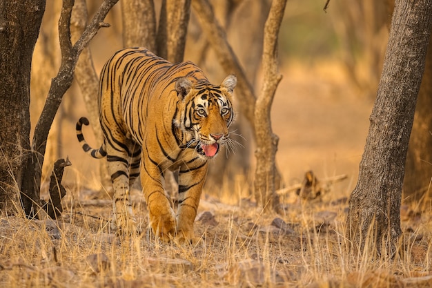 Tigre étonnant dans l'habitat naturel