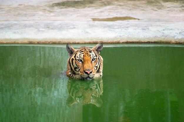 Le tigre flotte sur l&#39;eau