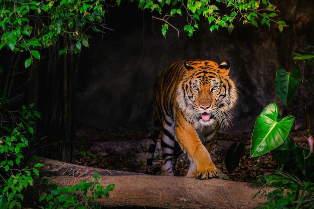 Tigre en forêt