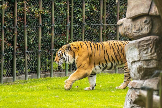 Photo un tigre marchant sur l'herbe dans un zoo.