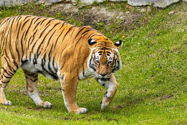 Photo un tigre marchant sur l'herbe dans un zoo.