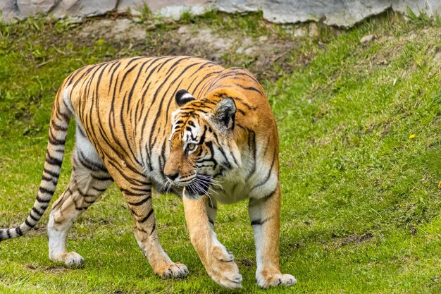 Un tigre marchant sur l'herbe dans un zoo.