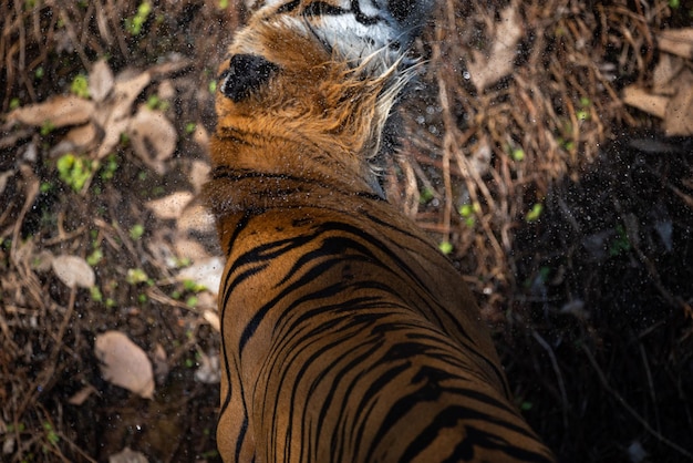 Tigre montrant vivant dans un zoo ouvert, animaux sauvages ou animaux sauvages vivant dans la nature dans un parc zoologique