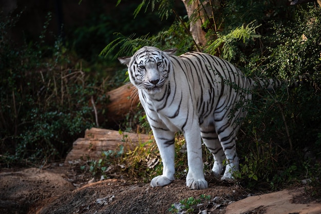 Tigre montrant vivant dans un zoo ouvert, animaux sauvages ou animaux sauvages vivant dans la nature dans un parc zoologique