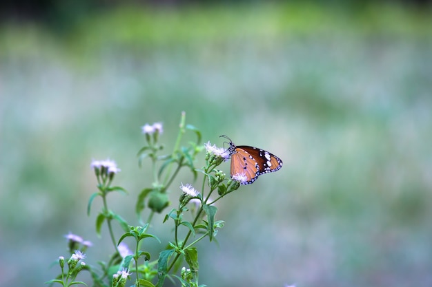 Tigre ordinaire Danaus chrysippus papillon buvant le nectar des plantes à fleurs dans son habitude naturelle
