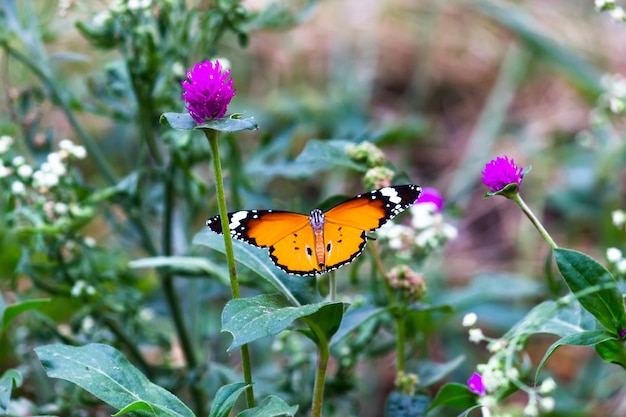 Tigre ordinaire Danaus chrysippus papillon buvant le nectar les plantes à fleurs