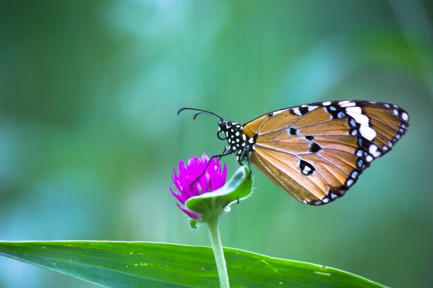 Tigre ordinaire Danaus chrysippus papillon reposant sur la plante dans la nature fond vert