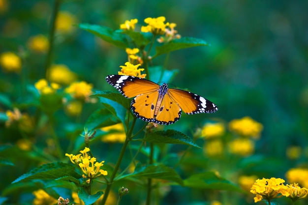 Tigre ordinaire Danaus chrysippus papillon reposant sur la plante dans la nature fond vert