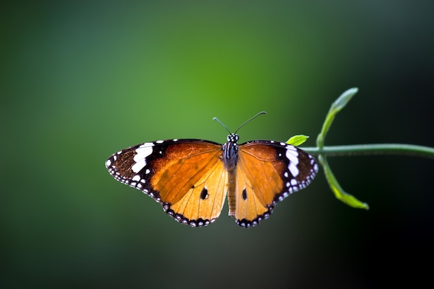 Le Tigre des Plaines appartient aux Nymphalidae, la plus grande famille de papillons avec plus de 6000 espèces