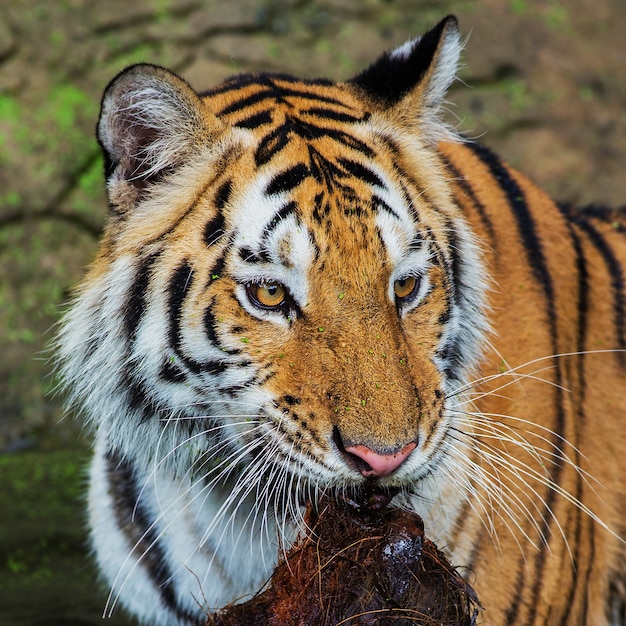 Tigre, portrait d&#39;un tigre du Bengale.