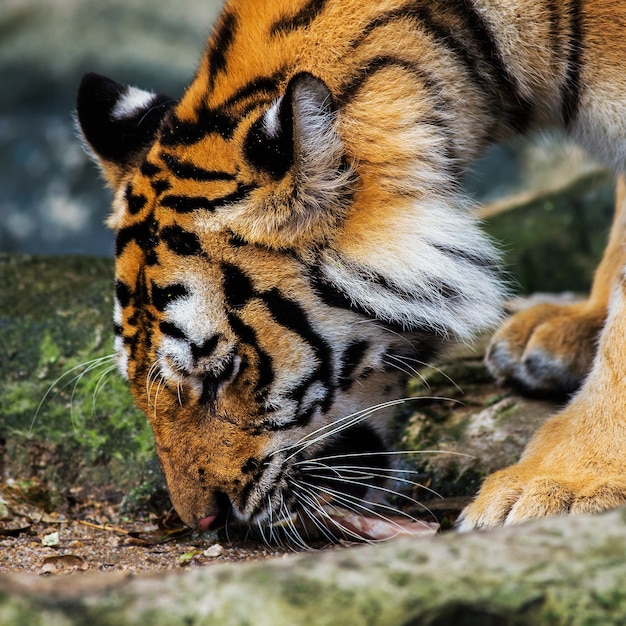 Tigre, portrait d&#39;un tigre du Bengale.