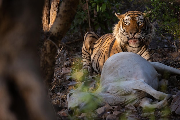 Tigre et la proie dans son habitat naturel