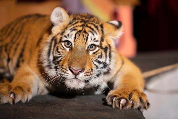 Tigre rayé de l'amour Félins rayés sauvages