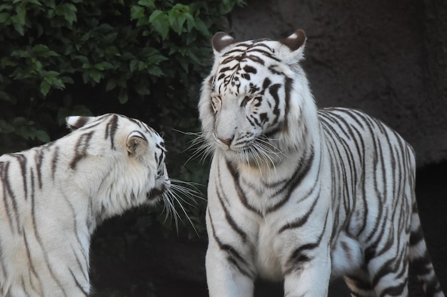 Tigre rayé noir et blanc