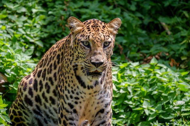 Le tigre à la recherche.