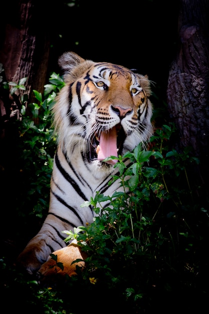 Tigre Regardant Sa Proie Et Prêt à L'attraper